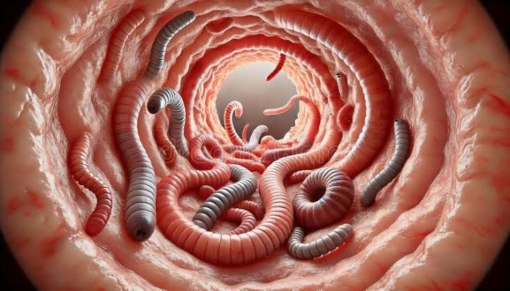 How to Identify Tapeworm Infection Symptoms